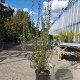 Enkianthus campanulatus 125-150 cm 20L