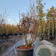 Enkianthus campanulatus 125-150 cm cont. 65L solitair