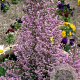 Erica canaliculata 100-125 cm 35L