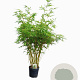 Fargesia robusta 'Pingwu' 175-200 cm 15L