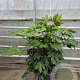 Fatsia japonica 100-125 cm container meerstammig