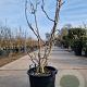 Ficus carica 100-125 cm 30L