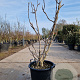 Ficus carica 100-125 cm 30L