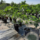 Ficus carica 100-125 cm 30L