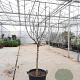 Ficus car. 'Rouge de Bordeaux' 100 cm stam container 14-16