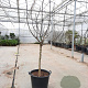 Ficus car. 'Rouge de Bordeaux' 100 cm stam container 14-16
