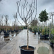 Ficus car. 'Rouge de Bordeaux' 100 cm stam container 16-18