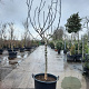 Ficus car. 'Rouge de Bordeaux' 100 cm stam container 16-18