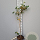 Fremontodendron californicum 100 cm 6L