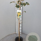 Fremontodendron californicum 100 cm 6L