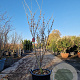 Hamamelis int. 'Ruby Glow' 125-150 cm 35L