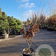 Hamamelis int. 'Ruby Glow' 150-175 cm 30L