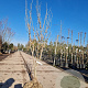 Hamamelis int. 'Westerstede' 150-175 cm container 