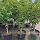 Hamamelis int. 'Westerstede' 150-175 cm container 