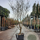 Hamamelis mollis 175-200 cm cont. 65L meerstammig