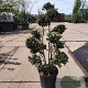 Ilex crenata 'Kimmei' 100-120 cm container bonsai