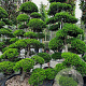 Ilex crenata 'Kimmei' 200-225 cm container met stok