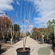 Koelreuteria paniculata 175-200 cm container meerstammig