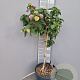 Lantana camara 100 cm 10L stam oranje