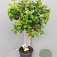Lantana camara 100 cm 10L stam oranje