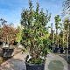 Lagerstroemia indica 150-175 cm 9L