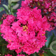 Lagerstroemia i. 'Red Imperator' 150-175 cm container meerstammig