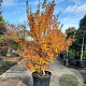 Lagerstroemia i. 'Rosea Nova' 175-200 cm cont. 70L meerstammig