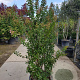 Lagerstroemia i. 'Rosea Nova' 175-200 cm cont. 70L meerstammig