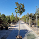 Magnolia grand. 'Goliath' 150 cm stam container 10-12 leiboom