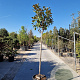Magnolia grand. 'Goliath' 150 cm stam container 10-12 leiboom