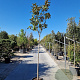 Magnolia grand. 'Goliath' 160 cm stam container 10-12