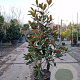 Magnolia grand. 'Little Gem' 100-125 cm 15L