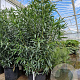 Nerium oleander 175-200 cm 50L
