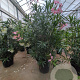 Nerium oleander 175-200 cm 50L