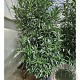 Nerium oleander 175-200 cm 50L