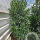 Nerium oleander 175-200 cm 50L