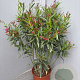 Nerium oleander 80-100 cm 14L