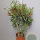 Nerium oleander 80-100 cm 14L