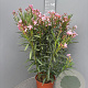 Nerium oleander 80-100 cm 14L