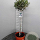 Olea europaea 100 cm 20L stam