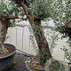 Olea europaea 100 cm stam container 8-10
