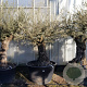 Olea europaea 100 cm stam container 8-10