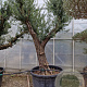 Olea europaea 100 cm stam container 8-10