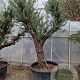 Olea europaea 100 cm stam container 8-10