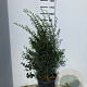 Osmanthus burkwoodii 80-100 cm 2,5L
