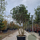 Osmanthus fragrans 175-200 cm cont. 95L
