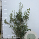 Osmanthus heterophyllus 150-175 cm 35L