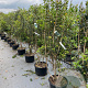 Osmanthus heterophyllus 175-200 cm 35L