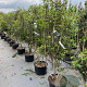 Osmanthus heterophyllus 175-200 cm 35L