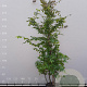 Parrotia persica 175-200 cm container meerstammig